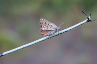 /album/foto-adriano/farfalla-icaricia-acmon-jpg/